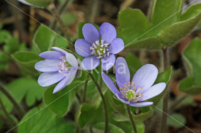 Round-lobed Hepatica (Hepatica nobilis)