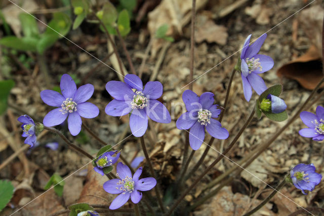 Round-lobed Hepatica (Hepatica nobilis)