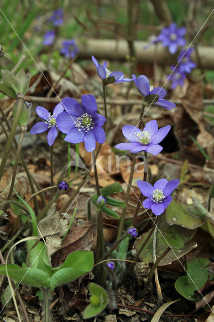 Round-lobed Hepatica (Hepatica nobilis)