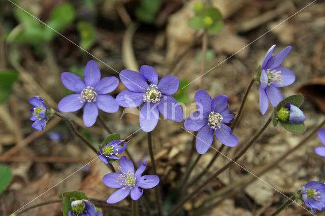 Round-lobed Hepatica (Hepatica nobilis)