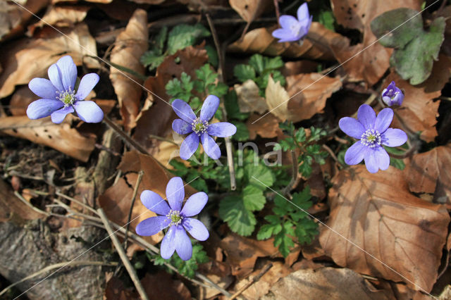 Leverbloempje (Hepatica nobilis)