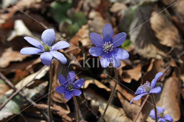 Leverbloempje (Hepatica nobilis)