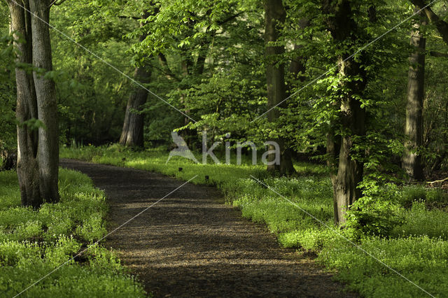 Woodruff (Galium odoratum)