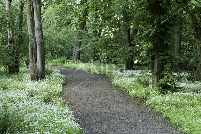 Woodruff (Galium odoratum)