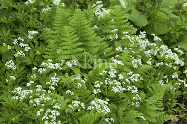 Woodruff (Galium odoratum)