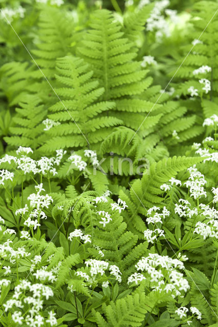 Woodruff (Galium odoratum)