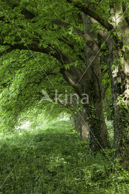 Linde (Tilia)