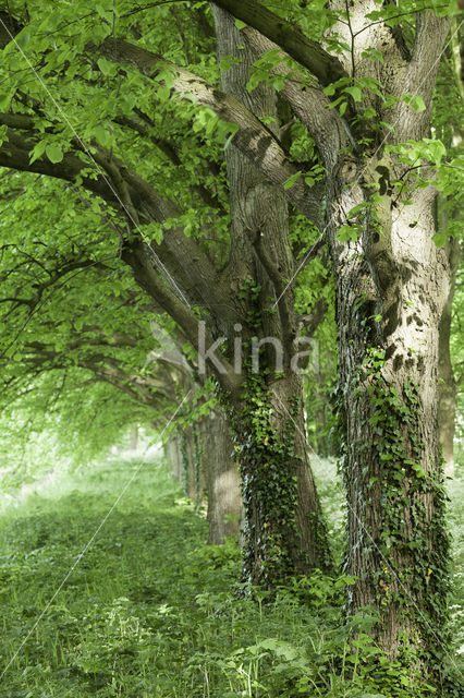 Lime (Tilia)