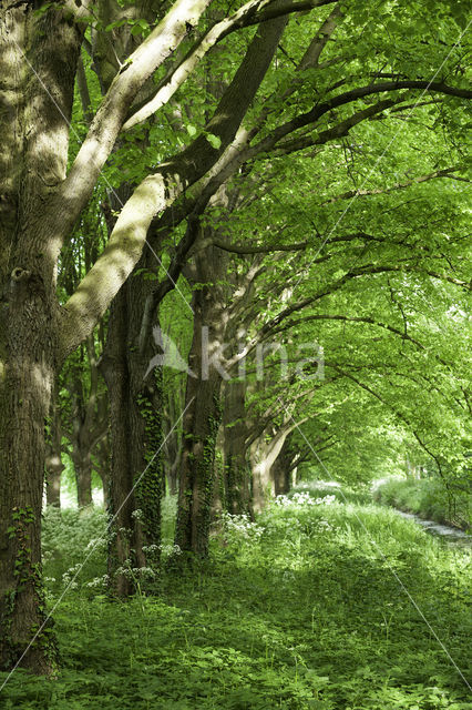 Linde (Tilia)