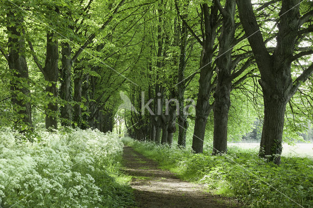 Lime (Tilia)