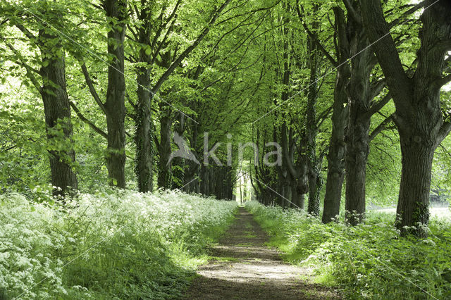 Lime (Tilia)