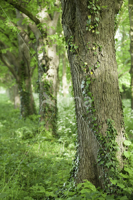 Lime (Tilia)