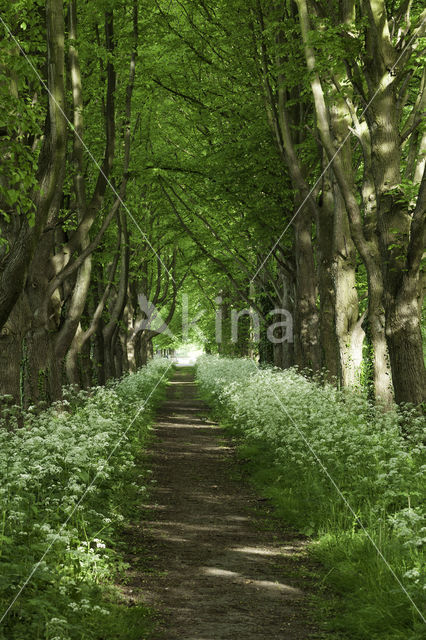 Linde (Tilia)