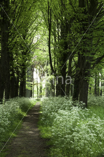 Lime (Tilia)