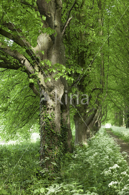 Lime (Tilia)