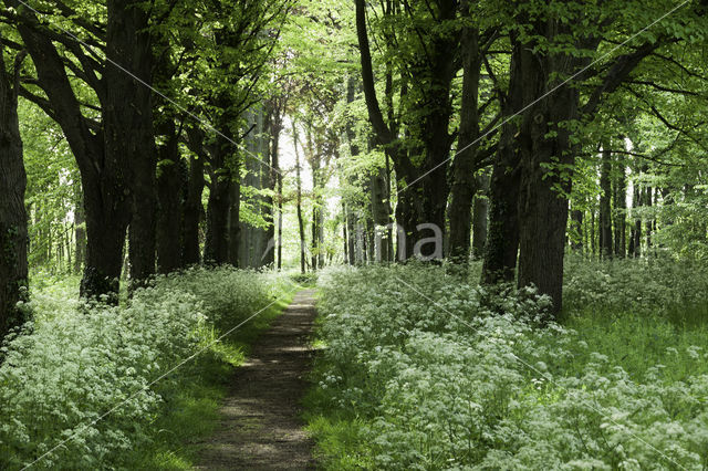 Lime (Tilia)