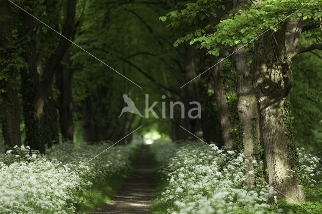 Lime (Tilia)