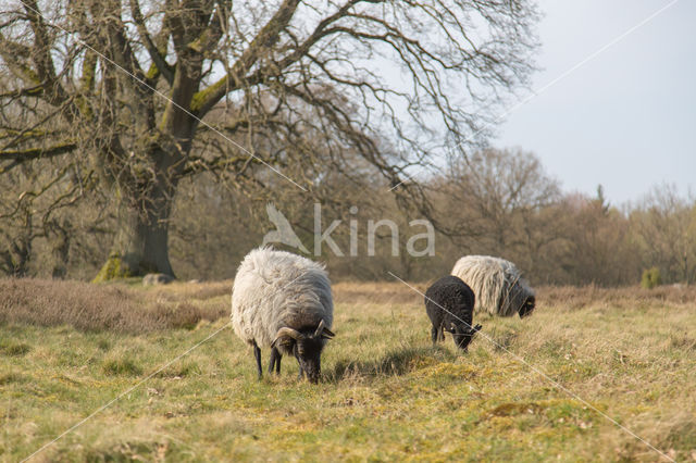 Lüneburger heideschaap (Ovis domesticus)