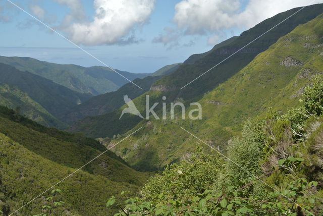 Madeira