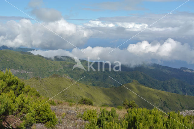 Madeira