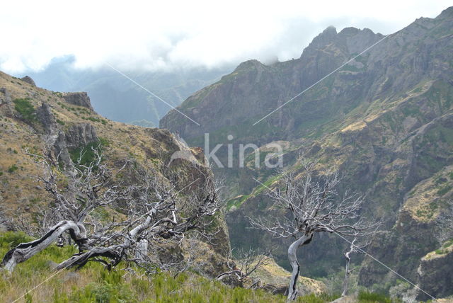 Madeira