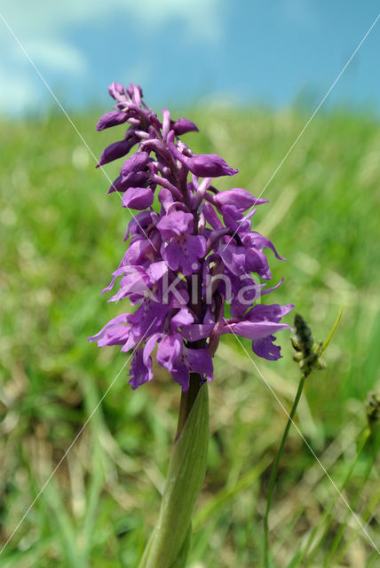 Mannetjesorchis (Orchis mascula)