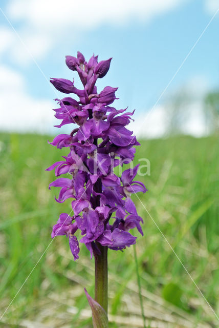 Mannetjesorchis (Orchis mascula)