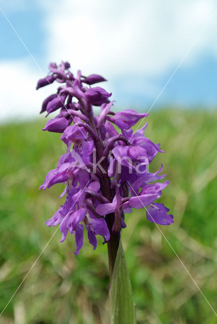 Mannetjesorchis (Orchis mascula)