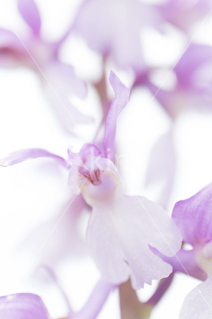 Mannetjesorchis (Orchis mascula)