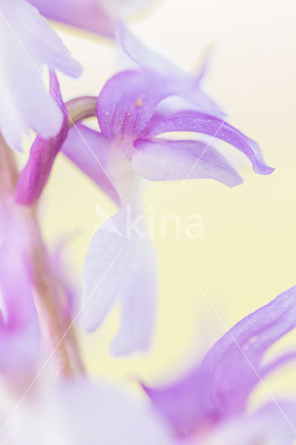 Mannetjesorchis (Orchis mascula)