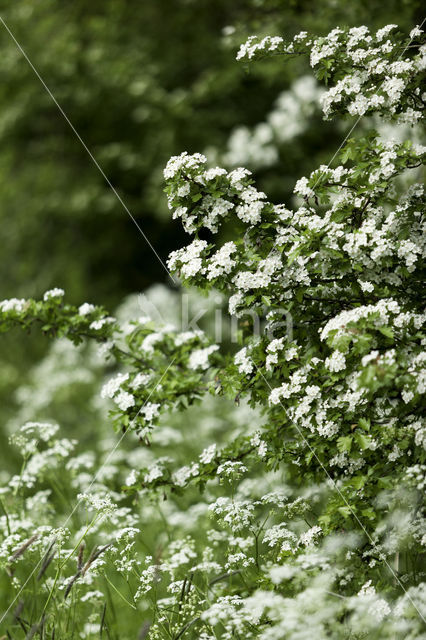 Hawthorn (Crataegus)