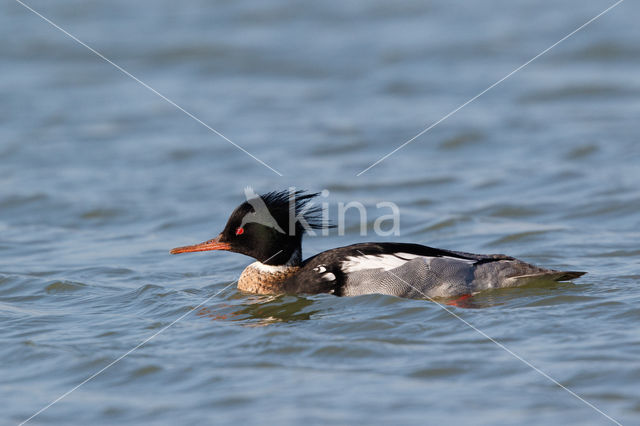 Red-brested Merganser (Mergus serrator)