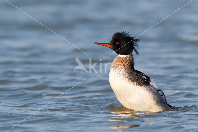 Red-brested Merganser (Mergus serrator)