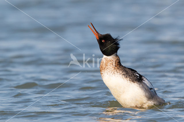 Red-brested Merganser (Mergus serrator)