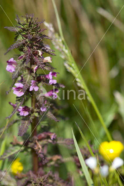 Moeraskartelblad (Pedicularis palustris)