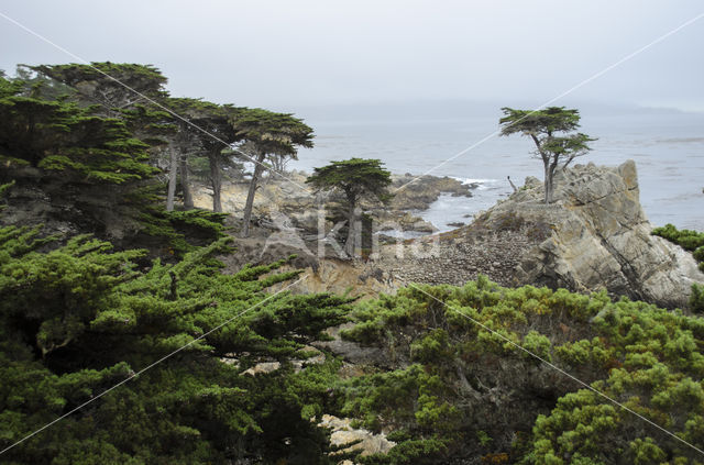 Monterey bay