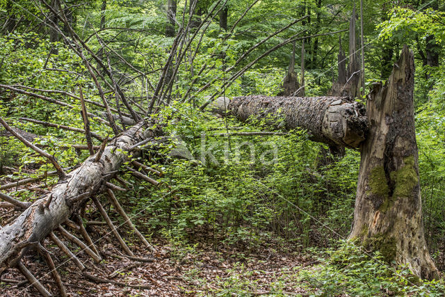 Nationaal park Beierse Woud