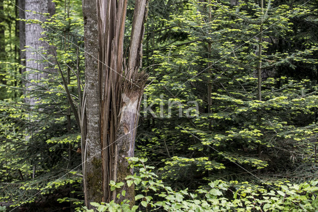 Bavarian Forest National Park