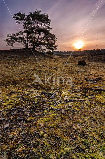 National Park Drents-Friese Wold