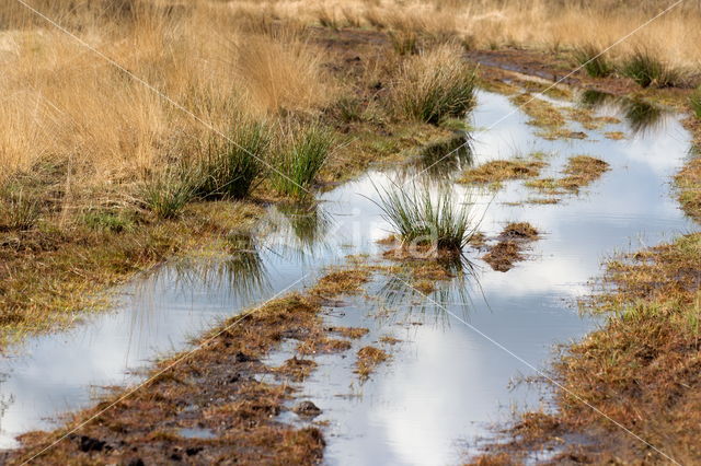 Nationaal Park Dwingelderveld