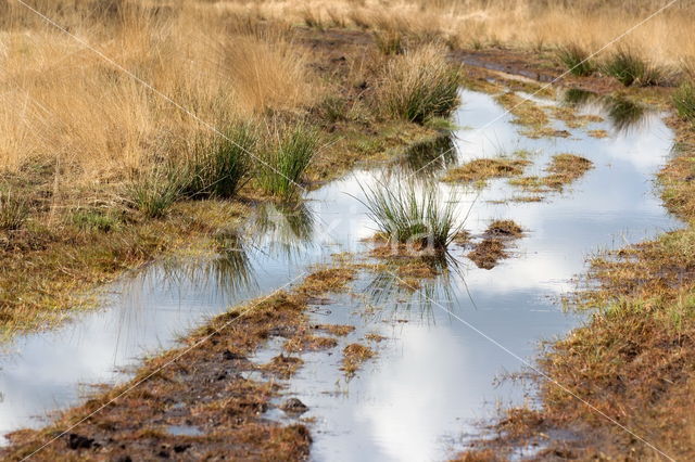 Nationaal Park Dwingelderveld