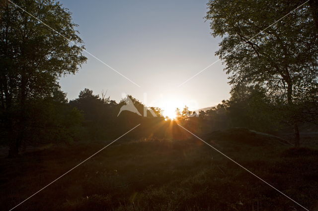 National Park Dwingelderveld