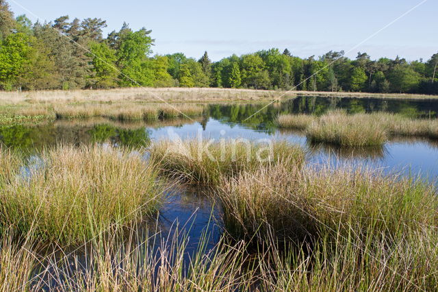 Nationaal Park Dwingelderveld