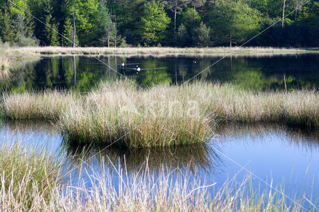 Nationaal Park Dwingelderveld