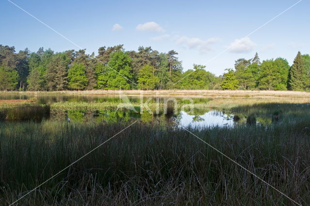 Nationaal Park Dwingelderveld