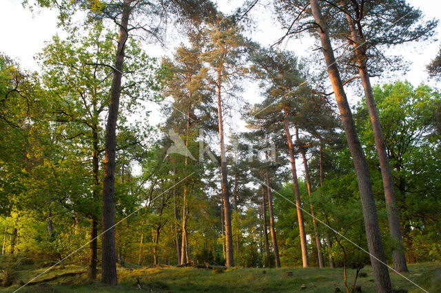 National Park Dwingelderveld