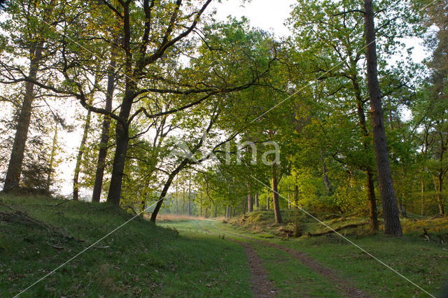 Nationaal Park Dwingelderveld