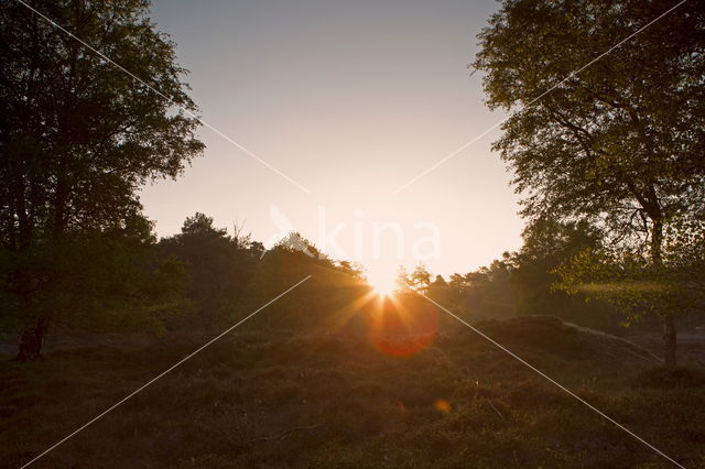 National Park Dwingelderveld