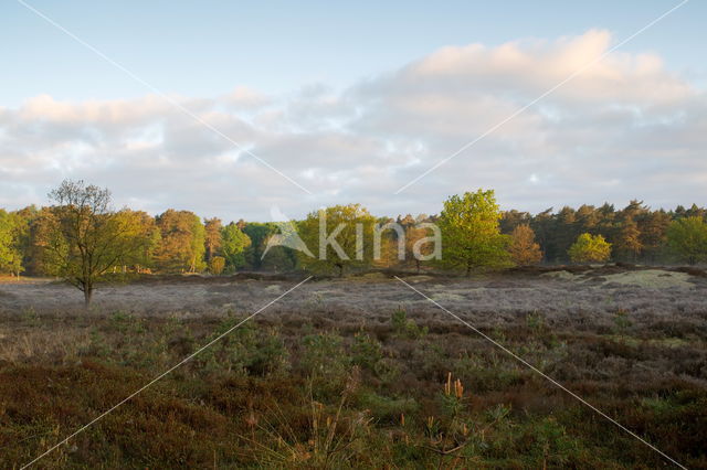 National Park Dwingelderveld