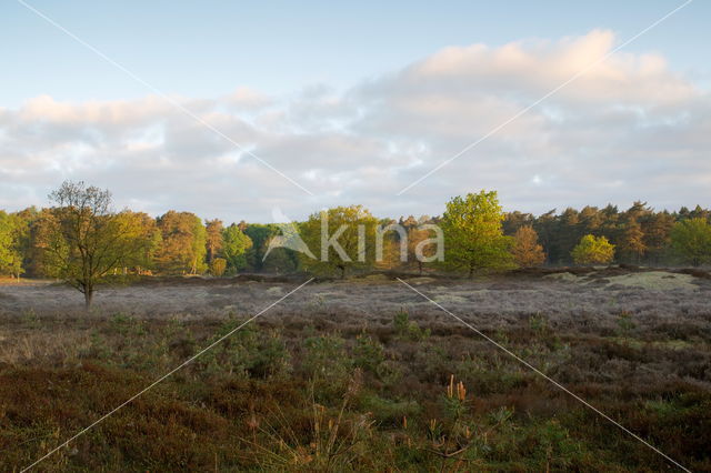 Nationaal Park Dwingelderveld